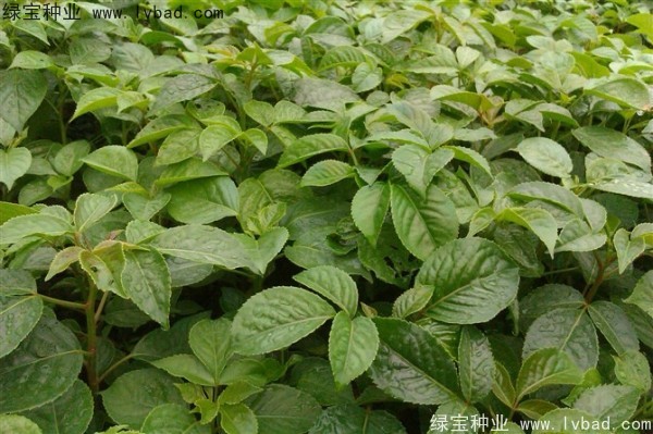<a href='http://www.njszjj.com/linmuzhongzi/2270.html' target='_blank'>秋楓種子</a>