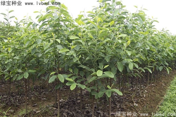 日本<a href='http://www.njszjj.com/linmuzhongzi/1703.html' target='_blank'>厚樸種子</a>