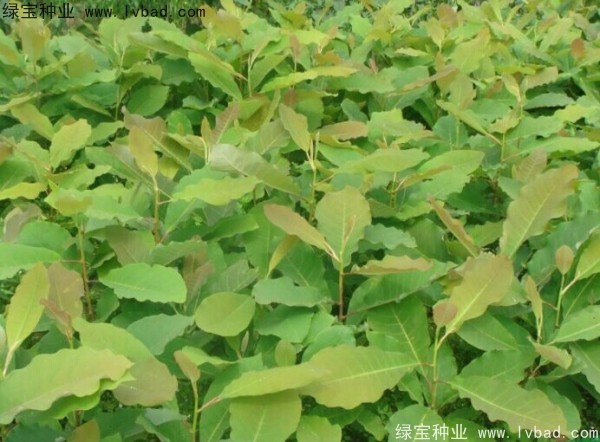 <a href='http://www.njszjj.com/linmuzhongzi/2271.html' target='_blank'>日本厚樸種子</a>