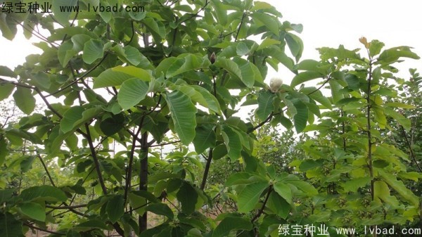 <a href='http://www.njszjj.com/linmuzhongzi/2271.html' target='_blank'>日本厚樸</a><a href='http://www.njszjj.com/' target='_blank'>種子</a>