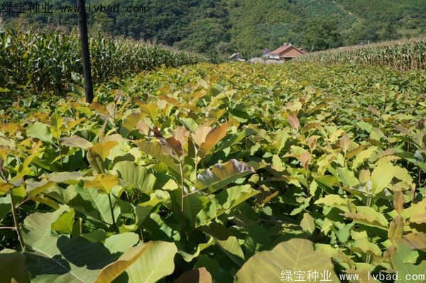 日本<a href='http://www.njszjj.com/linmuzhongzi/1703.html' target='_blank'>厚樸</a><a href='http://www.njszjj.com/' target='_blank'>種子</a>