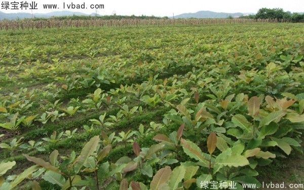 <a href='http://www.njszjj.com/linmuzhongzi/2271.html' target='_blank'>日本厚樸種子</a>