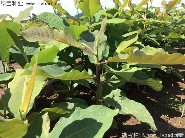 日本<a href='http://www.njszjj.com/linmuzhongzi/1703.html' target='_blank'>厚樸種子</a>