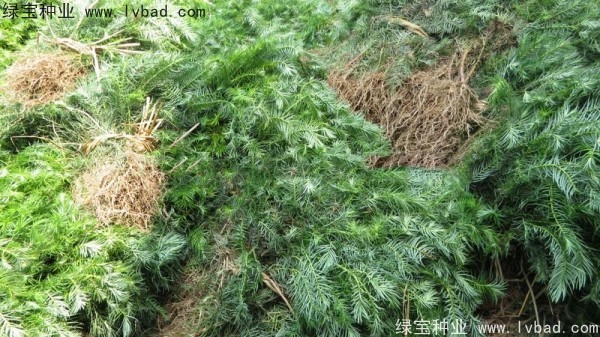 <a href='http://www.njszjj.com/linmuzhongzi/2272.html' target='_blank'>三尖杉</a><a href='http://www.njszjj.com/' target='_blank'>種子</a>