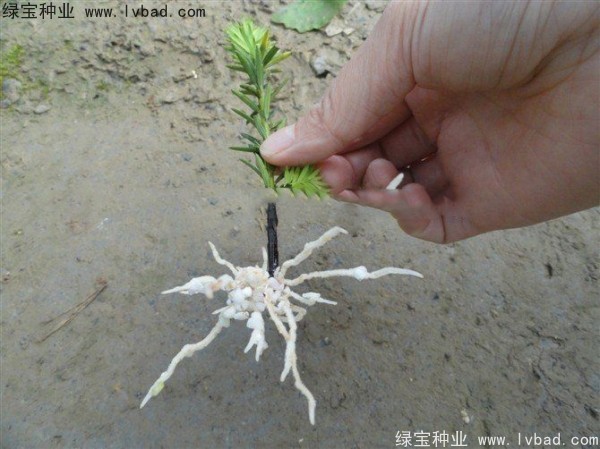 <a href='http://www.njszjj.com/linmuzhongzi/2272.html' target='_blank'>三尖杉種子</a>