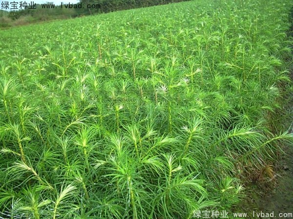 <a href='http://www.njszjj.com/linmuzhongzi/2274.html' target='_blank'>杉木種子</a>