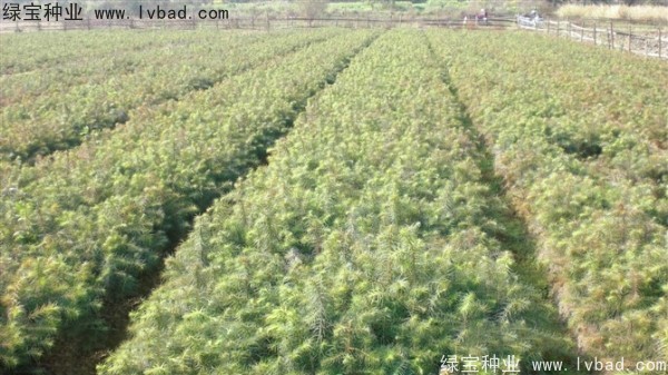 <a href='http://www.njszjj.com/linmuzhongzi/2274.html' target='_blank'>杉木</a><a href='http://www.njszjj.com/' target='_blank'>種子</a>