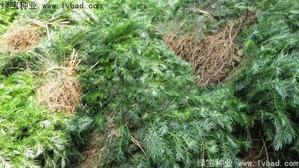 <a href='http://www.njszjj.com/linmuzhongzi/2274.html' target='_blank'>杉木種子</a>