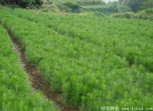 杉木<a href='http://www.njszjj.com/' target='_blank'>種子</a>