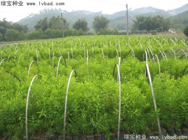<a href='http://www.njszjj.com/linmuzhongzi/2275.html' target='_blank'>檀香種子</a>