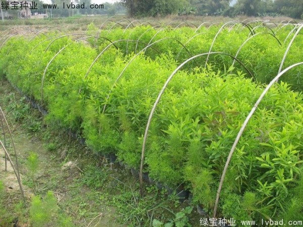 檀香<a href='http://www.njszjj.com/' target='_blank'>種子</a>