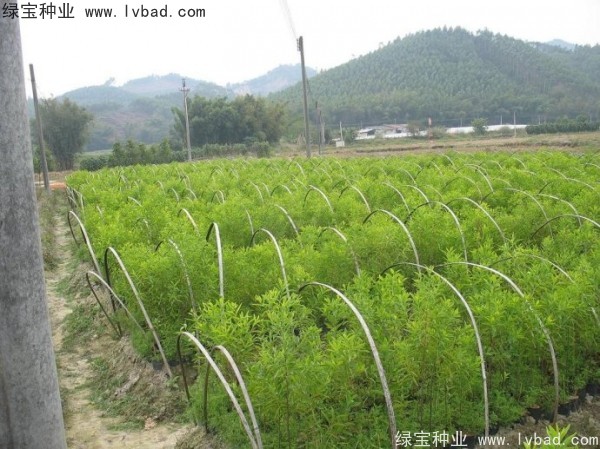 <a href='http://www.njszjj.com/linmuzhongzi/2275.html' target='_blank'>檀香種子</a>