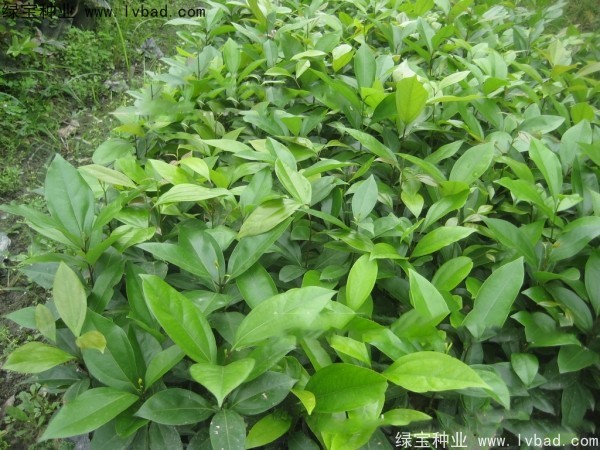 天竺桂<a href='http://www.njszjj.com/' target='_blank'>種子</a>