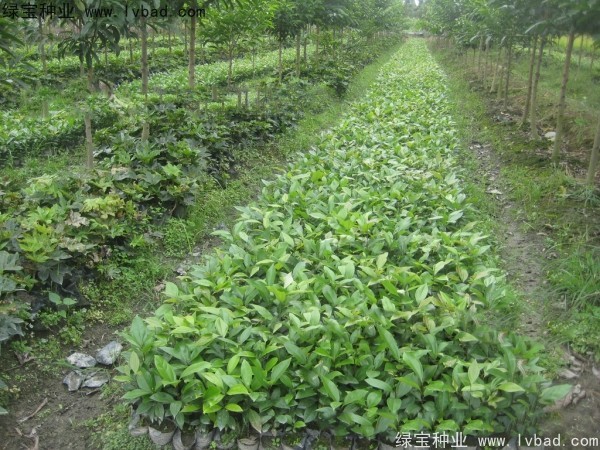 <a href='http://www.njszjj.com/linmuzhongzi/2276.html' target='_blank'>天竺桂</a><a href='http://www.njszjj.com/' target='_blank'>種子</a>