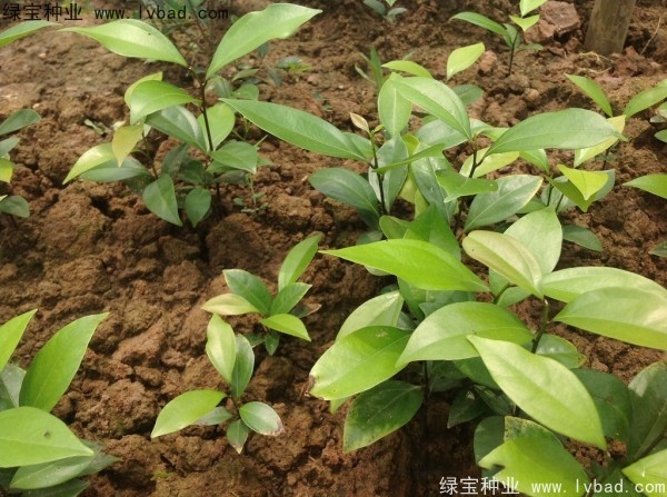 <a href='http://www.njszjj.com/linmuzhongzi/2276.html' target='_blank'>天竺桂種子</a>