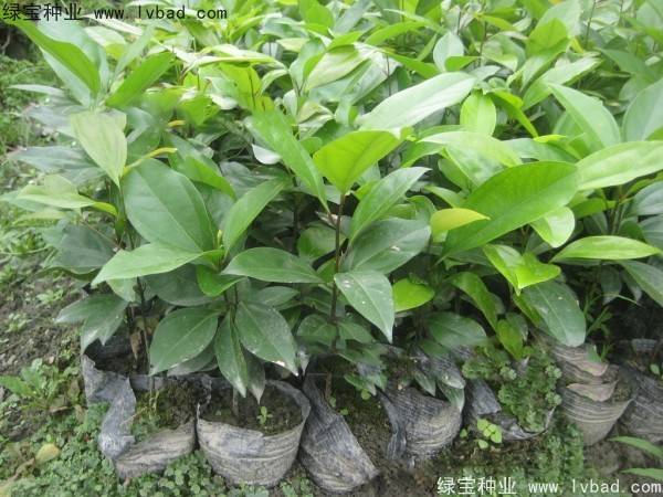 天竺桂<a href='http://www.njszjj.com/' target='_blank'>種子</a>