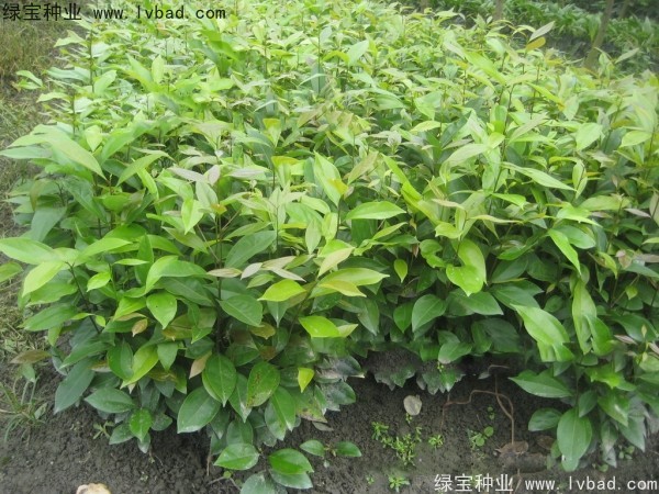 <a href='http://www.njszjj.com/linmuzhongzi/2276.html' target='_blank'>天竺桂種子</a>