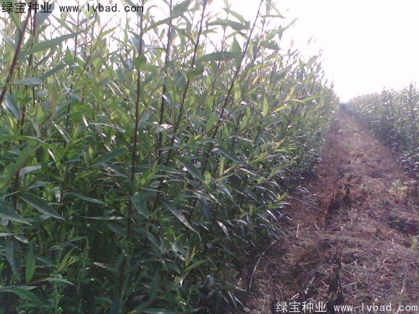 <a href='http://www.njszjj.com/linmuzhongzi/2277.html' target='_blank'>銅錢樹種子</a>
