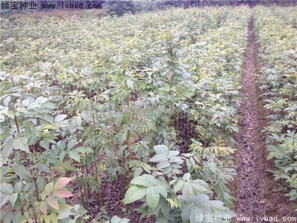 <a href='http://www.njszjj.com/linmuzhongzi/2277.html' target='_blank'>銅錢樹種子</a>