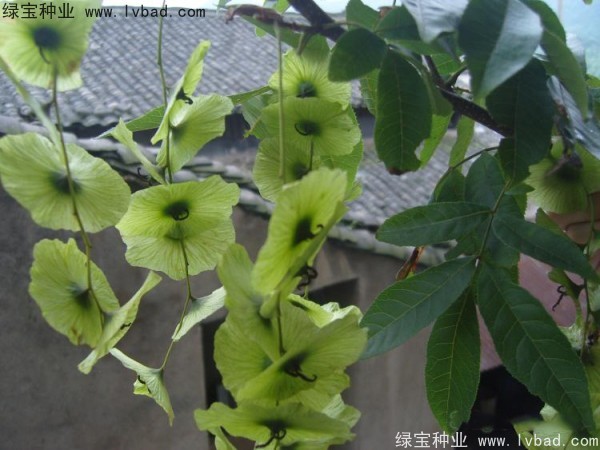 銅錢樹<a href='http://www.njszjj.com/' target='_blank'>種子</a>