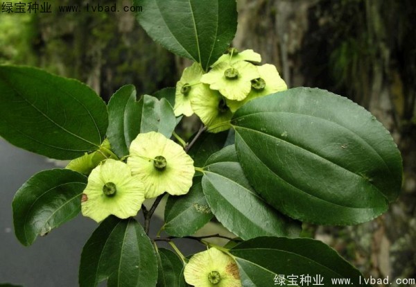 <a href='http://www.njszjj.com/linmuzhongzi/2277.html' target='_blank'>銅錢樹種子</a>