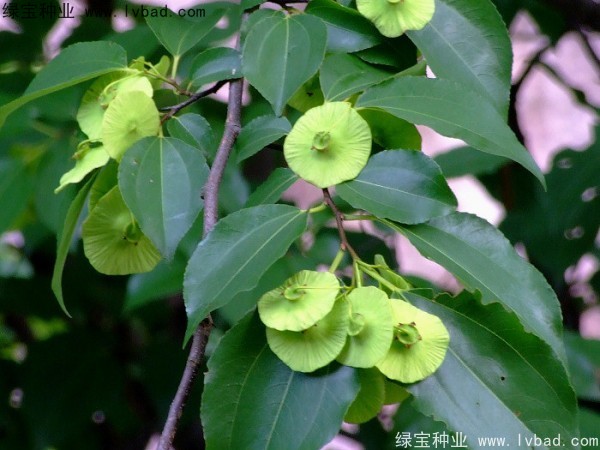銅錢樹<a href='http://www.njszjj.com/' target='_blank'>種子</a>