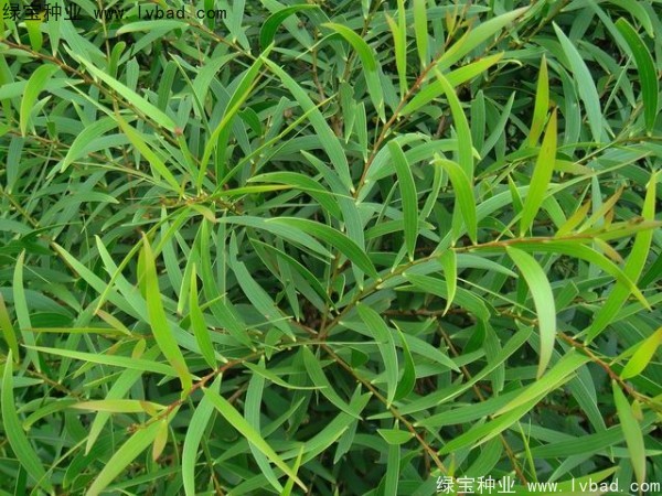 相思樹<a href='http://www.njszjj.com/' target='_blank'>種子</a>