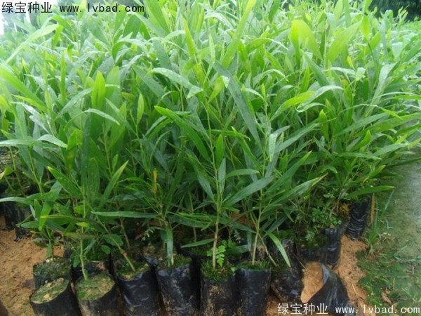 <a href='http://www.njszjj.com/linmuzhongzi/2278.html' target='_blank'>相思樹種子</a>