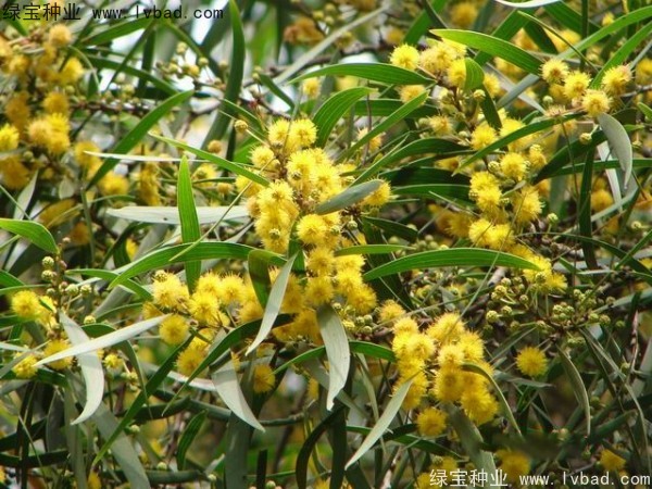 相思樹<a href='http://www.njszjj.com/' target='_blank'>種子</a>