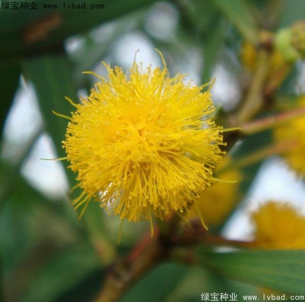<a href='http://www.njszjj.com/linmuzhongzi/2278.html' target='_blank'>相思樹</a><a href='http://www.njszjj.com/' target='_blank'>種子</a>