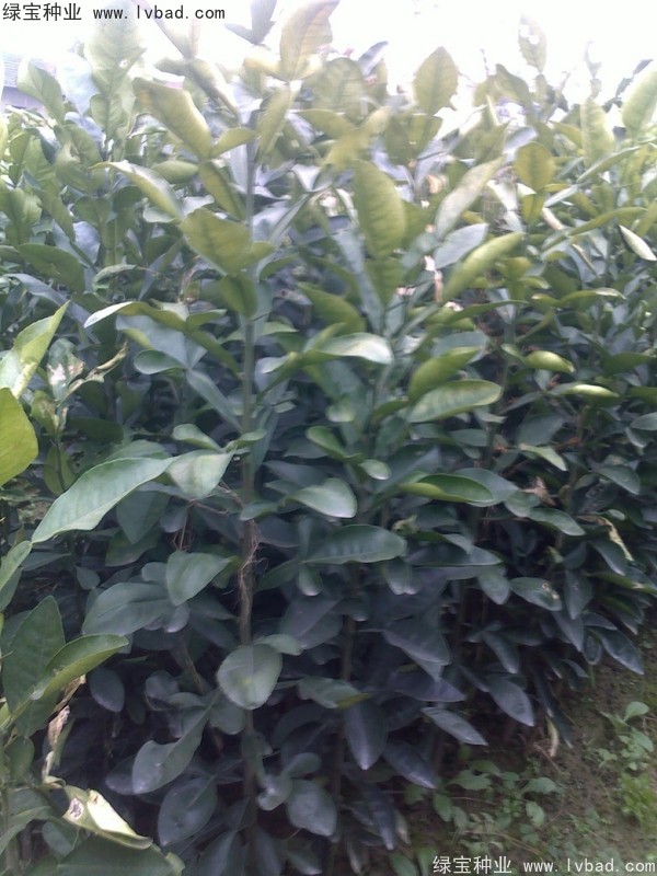 香泡<a href='http://www.njszjj.com/' target='_blank'>種子</a>