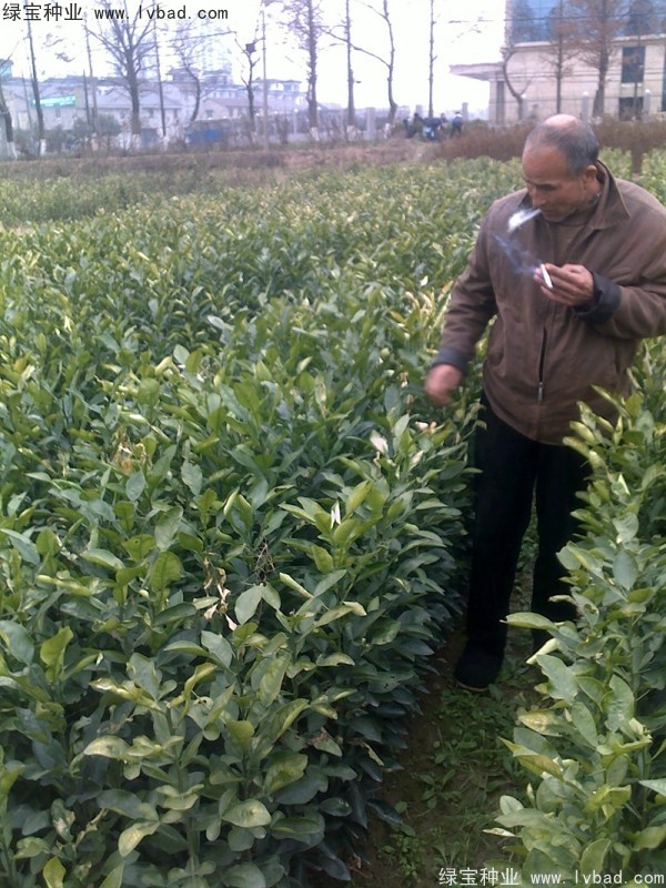 <a href='http://www.njszjj.com/linmuzhongzi/2279.html' target='_blank'>香泡種子</a>