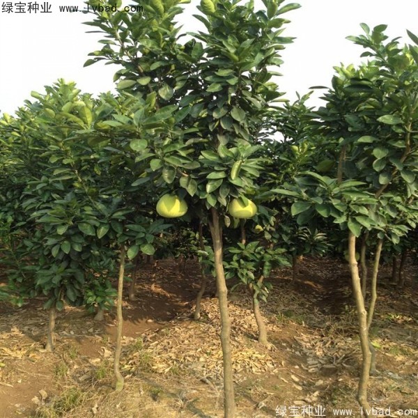 香泡<a href='http://www.njszjj.com/' target='_blank'>種子</a>