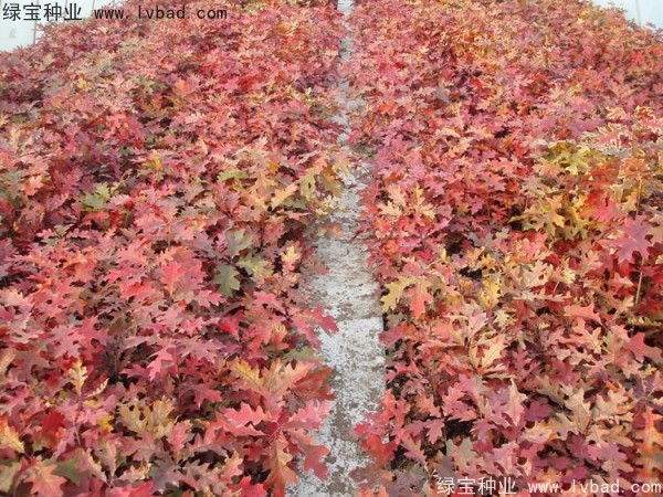 <a href='http://www.njszjj.com/linmuzhongzi/2280.html' target='_blank'>橡樹種子</a>