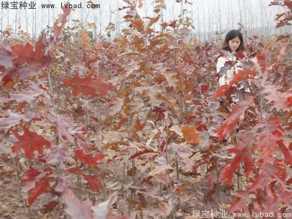 橡樹<a href='http://www.njszjj.com/' target='_blank'>種子</a>