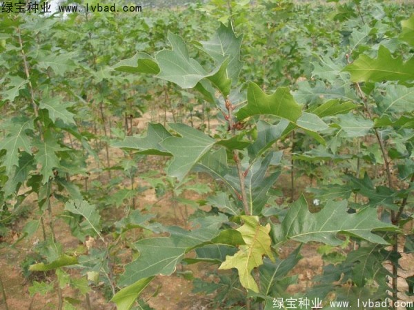 <a href='http://www.njszjj.com/linmuzhongzi/2280.html' target='_blank'>橡樹</a><a href='http://www.njszjj.com/' target='_blank'>種子</a>