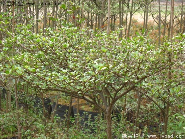 小葉欖仁<a href='http://www.njszjj.com/' target='_blank'>種子</a>