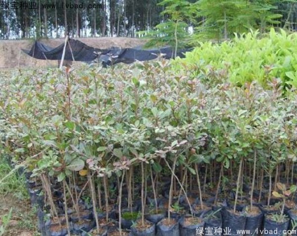 <a href='http://www.njszjj.com/linmuzhongzi/2281.html' target='_blank'>小葉欖仁種子</a>
