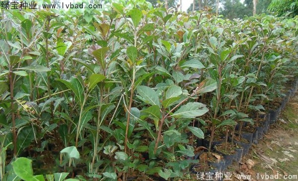 小葉欖仁<a href='http://www.njszjj.com/' target='_blank'>種子</a>