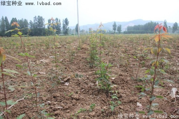 血皮槭<a href='http://www.njszjj.com/' target='_blank'>種子</a>