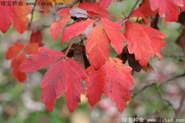 <a href='http://www.njszjj.com/linmuzhongzi/2282.html' target='_blank'>血皮槭種子</a>