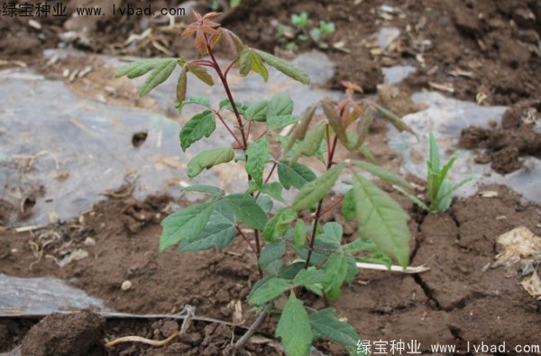<a href='http://www.njszjj.com/linmuzhongzi/2282.html' target='_blank'>血皮槭種子</a>