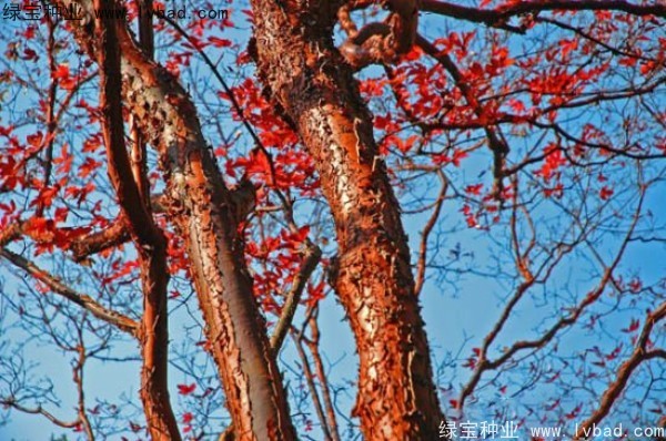 血皮槭<a href='http://www.njszjj.com/' target='_blank'>種子</a>