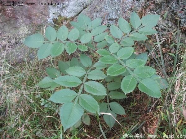 <a href='http://www.njszjj.com/linmuzhongzi/2283.html' target='_blank'>鹽膚木</a><a href='http://www.njszjj.com/' target='_blank'>種子</a>
