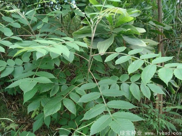 <a href='http://www.njszjj.com/linmuzhongzi/2283.html' target='_blank'>鹽膚木種子</a>