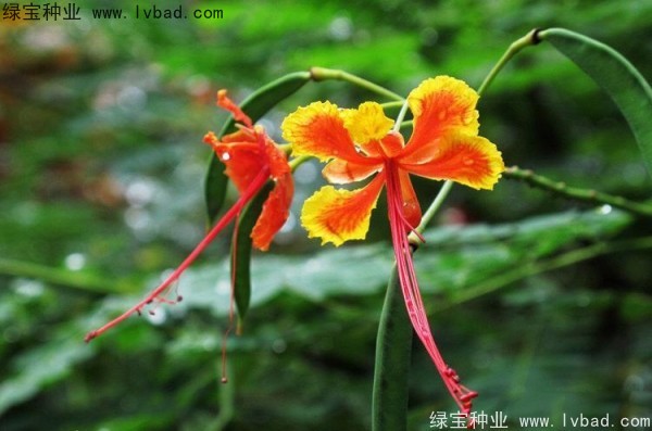 <a href='http://www.njszjj.com/linmuzhongzi/2284.html' target='_blank'>洋金鳳種子</a>