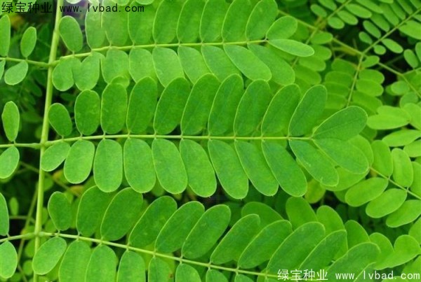 <a href='http://www.njszjj.com/linmuzhongzi/2284.html' target='_blank'>洋金鳳種子</a>