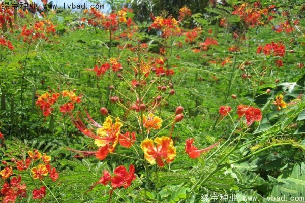 <a href='http://www.njszjj.com/linmuzhongzi/2284.html' target='_blank'>洋金鳳種子</a>