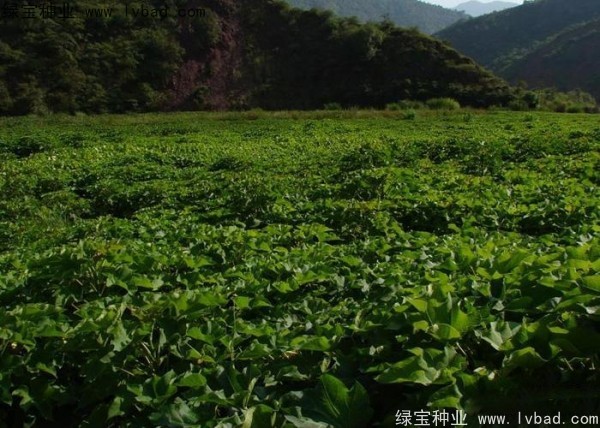 <a href='http://www.njszjj.com/linmuzhongzi/2285.html' target='_blank'>油桐種子</a>