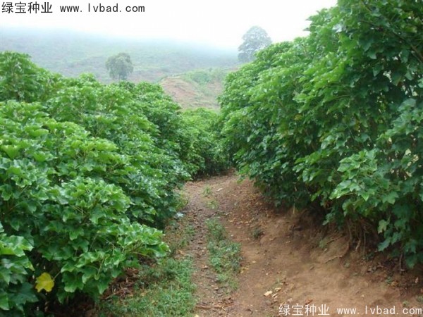 <a href='http://www.njszjj.com/linmuzhongzi/2285.html' target='_blank'>油桐</a><a href='http://www.njszjj.com/' target='_blank'>種子</a>
